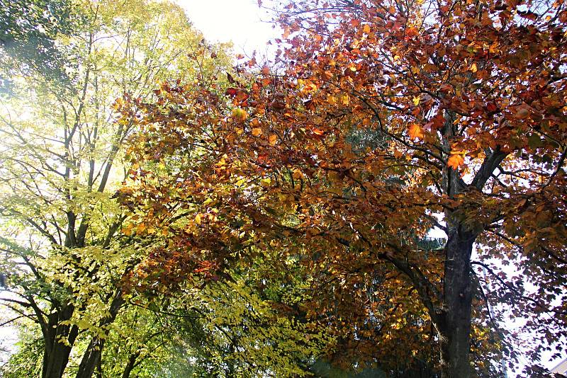 Jubilejní park byl vysázen u řeky za Žižkovou ulicí.