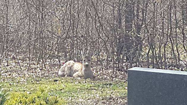 Na velkomeziříčském hřbitově se zabydlel srnec. Pochutnává si tam na maceškách.