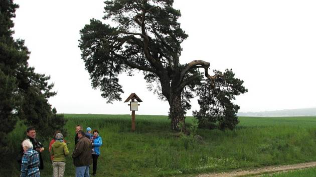 Smírčí borovice má v národním kole jedenáct soupeřů. Vítězný strom bude vyhlášen 21. října a získá zdarma odborné ošetření.