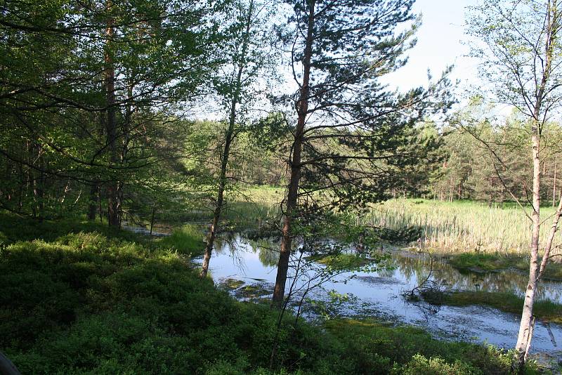 Vítězové se mohou podívat do míst, kam se běžně nedostanou. Jedním z takových míst jsou například Radostínská rašeliniště s vzácnou masožravou rostlinou rosnatkou okrouhlolistou.