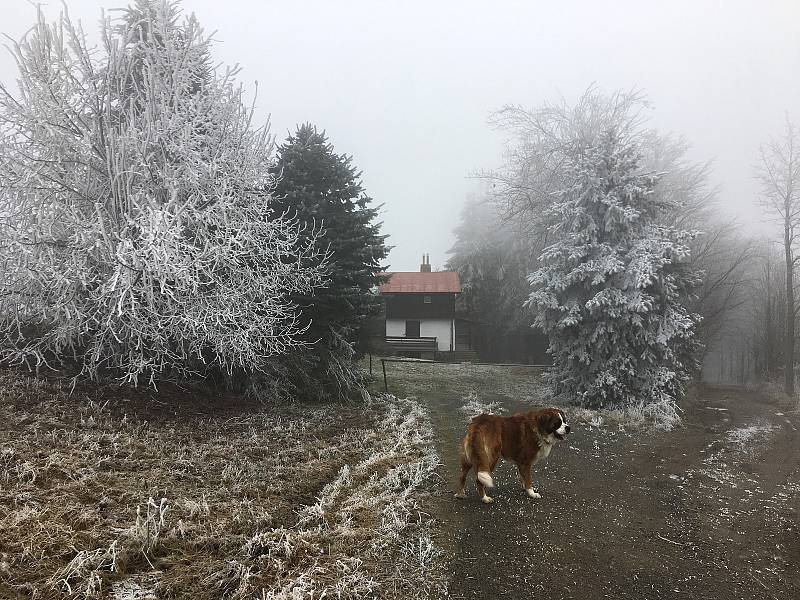 Stromy, keře i rostliny dostaly bílý kabát.