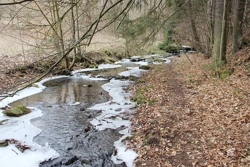 Je čas bledulí. Malá víska Chlébské, ležící na rozhraní Kraje Vysočina a Jihomoravského kraje už zase přitahuje davy zvědavců ze všech koutů republiky.