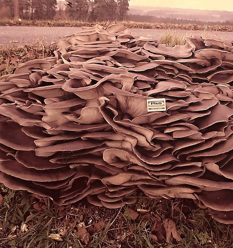 Mykolog Oldřich Pojezný před pár lety našel obrovský trs hlívy u Hlinného.