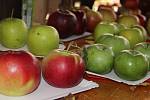 Den jablek, jimž byla věnována hlavní část Ovocné výstavy, v novoměstském Horáckém muzeu.