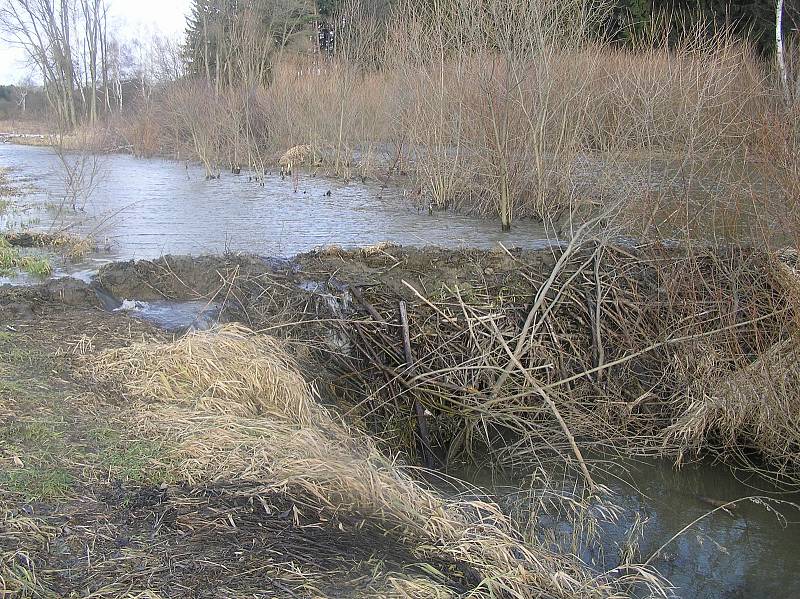 Chránění bobři se na Křivém potoce usídlili už v roce 2013.