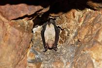 Do podzemních prostor lákají netopýry příznivé teploty. Pravidelný zimní monitoring pomáhá sledovat vývoj netopýřích populací.