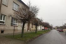 Stromy v ulici Jiřího z Poděbrad neslouží, tak jak by měly. Proto budou nahrazeny.