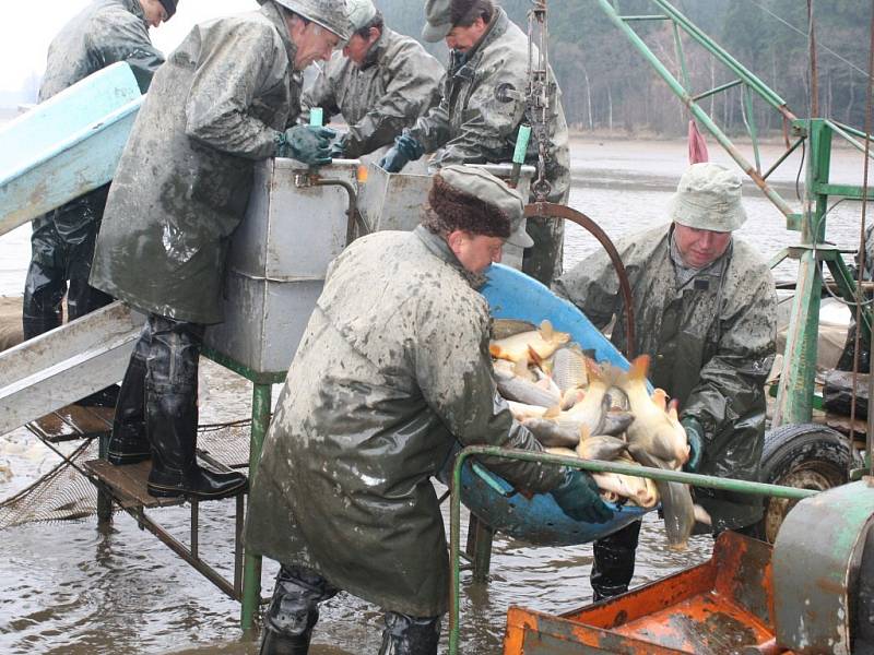 Celkem třikrát natáhli síť rybáři ze společnosti Kinský Žďár, postarali se tak o výlov rybníka Velké Dářko. Kromě kapra skončili v kádích také candáti, štiky, okouni nebo sumci. Vodní obratlovce si v taškách odnášeli domů i přihlížející.