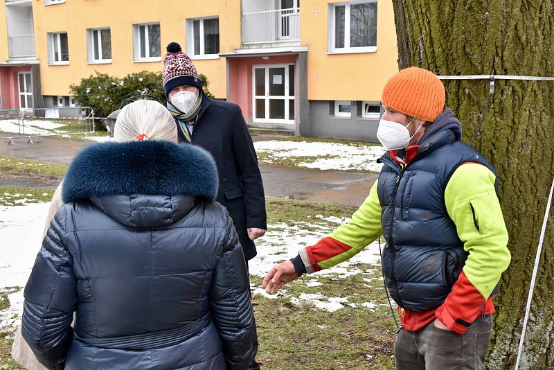 Sto let stará lípa na Libušíně má jít k zemi. Její zdravotní stav je podle dendrologů špatný.