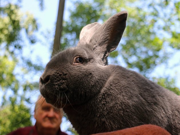 Novoměstská výstava představila „šlechtu“ mezi králíky