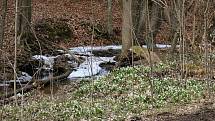 Břehy Chlébského potoka zdobí rok co rok bílé koberce bledulí.