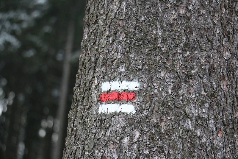 Vykácené stromy, paseky, mizející turistické značení i tabulky terénní záchranné služby má na svědomí lýkožrout smrkový.