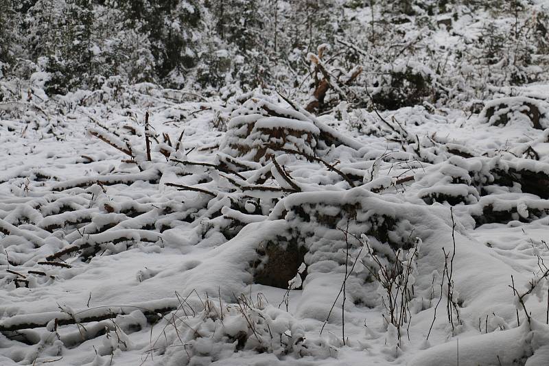 Vykácené stromy, paseky, mizející turistické značení i tabulky terénní záchranné služby má na svědomí lýkožrout smrkový.