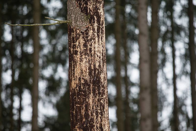 Kvůli kůrovcové kalamitě z lesů mizí i turistické značky.