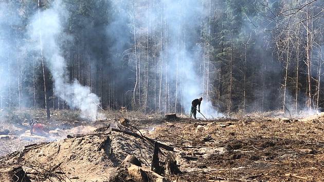 Kůrovec má podle odborníků na Vysočině prostřený stůl