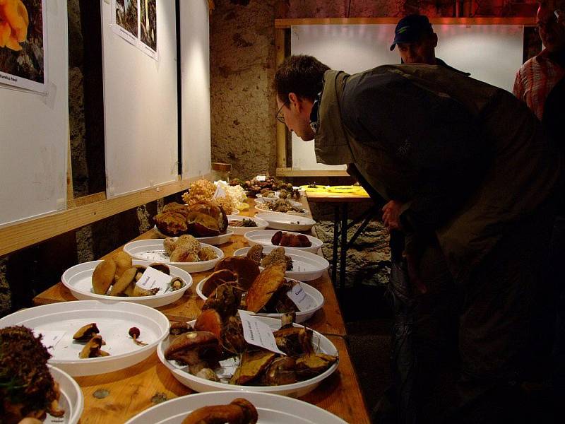 Hřib sametový, borový, pýchavka obecná, hřib kovář, liška obecná nebo václavka. To je jenom nepatrný výčet relativně běžných druhů hub Žďárských vrchů, které si bylo možné o víkendu prohlédnout na výstavě v Krátké.  