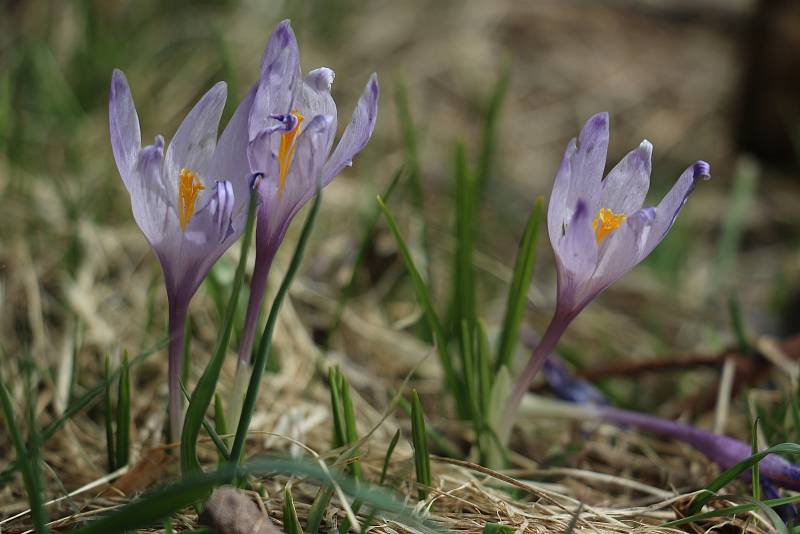 Fialové květy šafránů zdobí pozemek ve Třech Studních.