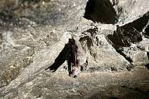 Důlní díla s úchvatnými ledovými stalagmity na Žďársku jsou zimovištěm netopýrů.
