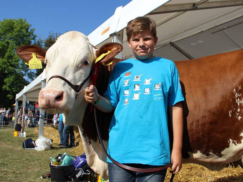 Příprava krávy na výstavu je náročná a důležitá. Kromě laktace se klade důraz i na fyzický vzhled zvířete. Zhruba měsíční přípravou prošla i Máňa z Radešínské Svratky, na snímku nahoře s vodičem Vojtou Smetanou.