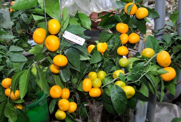 Podívejte se na vypěstované citrusy našeho čtenáře