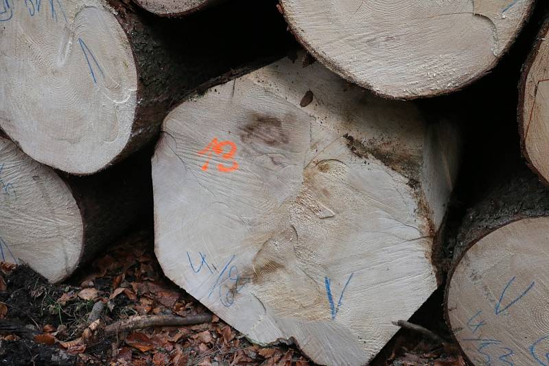 V lesních porostech Kinských roste rezonanční dřevo, které bude použito na výrobu klavírů a pianin.