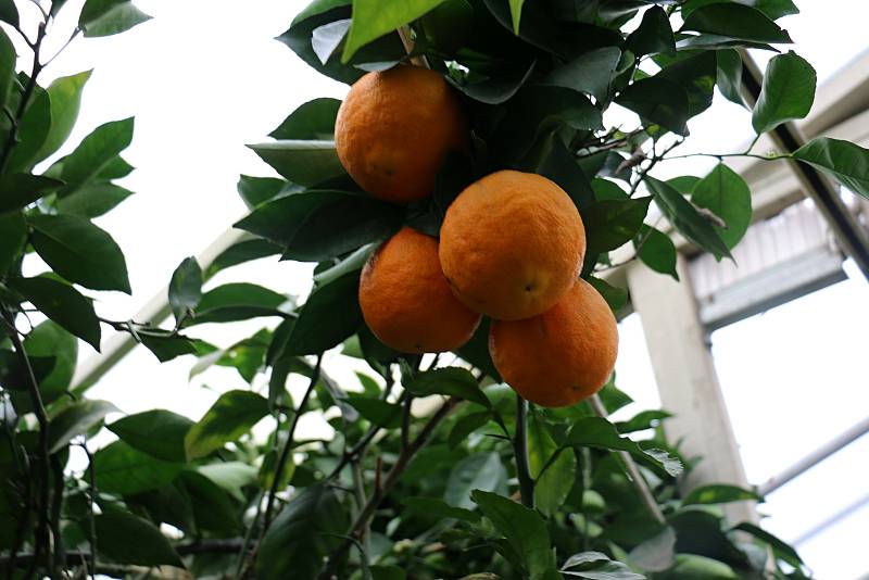 Petr Broža má plný skleník pomerančů, mandarinek a citronů..