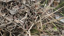 Do sběrných nádob na biodpad by lidé měli ukládat listí, trávu, seno, slámu, plevel, zbytky rostlin, kousky větví, keřů, i stromů, které by měly být posekané nebo nastříhané na menší části.