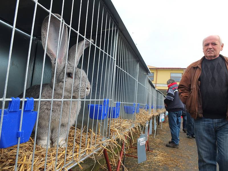 Největší chovatelská výstava v Kraji Vysočina přilákala o víkendu davy návštěvníků.