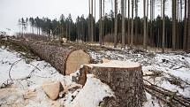 Kvůli kůrovcové kalamitě z lesů mizí i turistické značky.