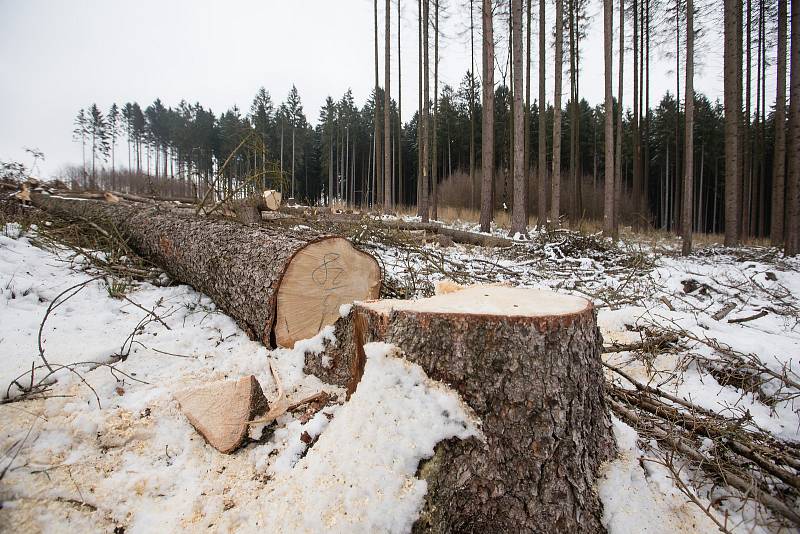 Kvůli kůrovcové kalamitě z lesů mizí i turistické značky.