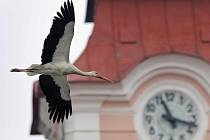 Ptákem roku 2014 je čáp bílý a černý. Českou společností ornitologickou byl takto vyznamenán už podruhé. Nejznámější čapí rodina sídlí v Novém Veselí a je sledována kamerou. 