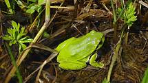 Období putování žab do rybníků nejen na Vysočině se blíží.