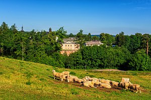 Pohled na zámek Žďár nad Sázavou s ovcemi