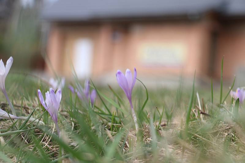 Fialové květy šafránů zdobí pozemek ve Třech Studních.