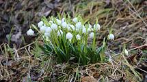 Koberce bílých květů podél Chlébského potoka na rozhraní Bystřicka a Nedvědicka přitahují každý rok v březnu davy zvědavců ze všech koutů republiky.