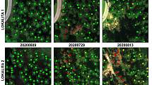 Snímky z dronu: zelená = zdravý strom. Žlutá = stresovaný, oranžová = pravděpodobně napadený a červená = napadený strom.