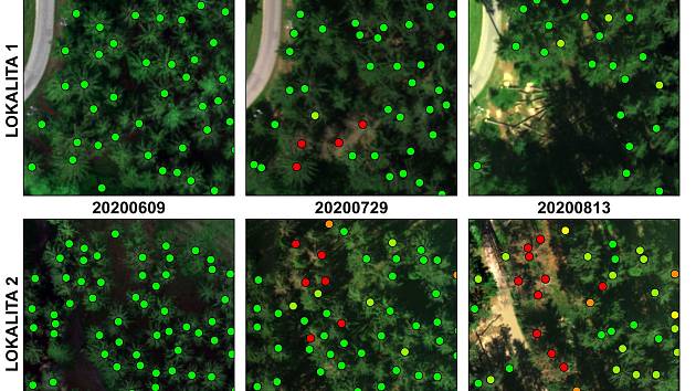 Snímky z dronu: zelená = zdravý strom. Žlutá = stresovaný, oranžová = pravděpodobně napadený a červená = napadený strom.