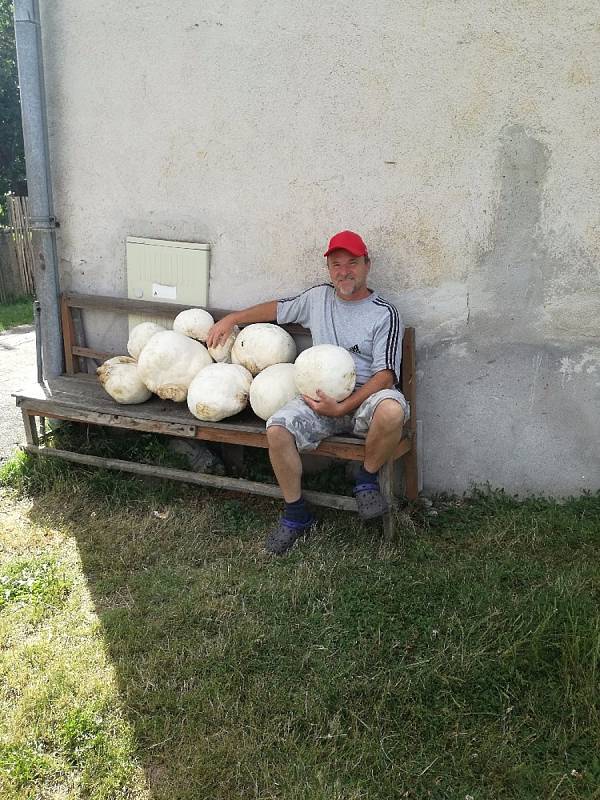 Houbař Pavel Rosecký z Velké Losenice přinesl i letos pořádný úlovek. Velké pýchavky na stejném místě nachází už několik let. Foto: Vendula Rosická