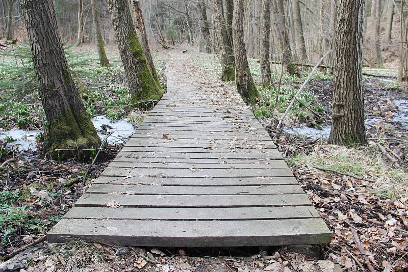 Je čas bledulí. Malá víska Chlébské, ležící na rozhraní Kraje Vysočina a Jihomoravského kraje už zase přitahuje davy zvědavců ze všech koutů republiky.