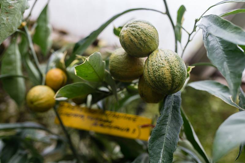 Skleník plný citrusů Petra Broži.