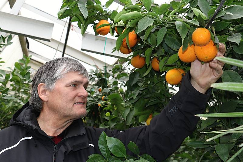 Petr Broža má plný skleník pomerančů, mandarinek a citronů..