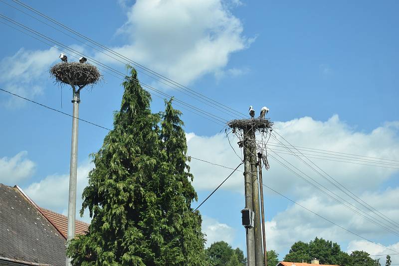 Poraněné čapí mládě se promenádovalo po soukromé zahradě.