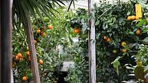 Petr Broža má plný skleník pomerančů, mandarinek a citronů.