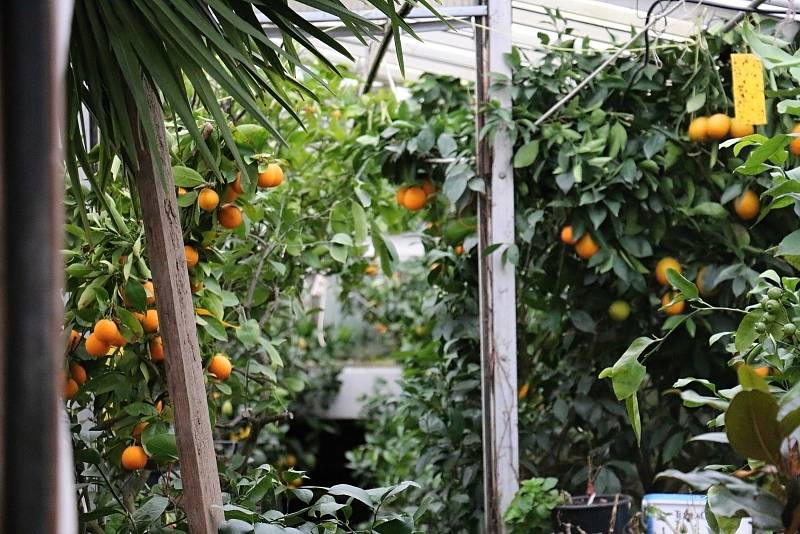 Petr Broža má plný skleník pomerančů, mandarinek a citronů.