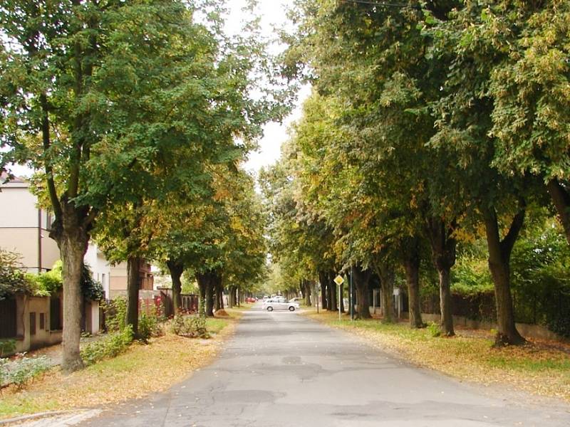 Soutěžící alej v Pivovarské ulici v Lysé nad Labem.