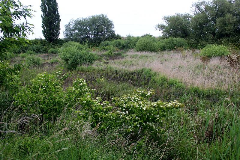 Mokřad Žabák na kraji Lysé nad Labem.