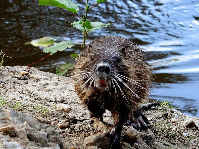 Nutrie. Ilustrační foto.