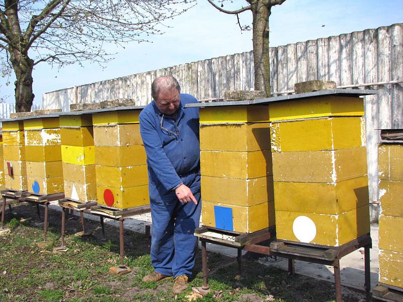 Poděbradský včelař Josef Lounek potvrzuje, že mírné zimy ubližují včelstvům.