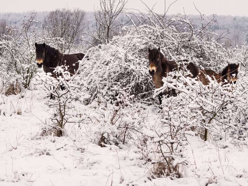 Divocí koně v Milovicích zvládají zimu dobře