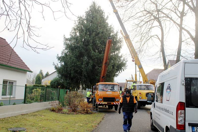 Vánoční strom dorazil ze Senic do Poděbrad na Jiřího náměstí.